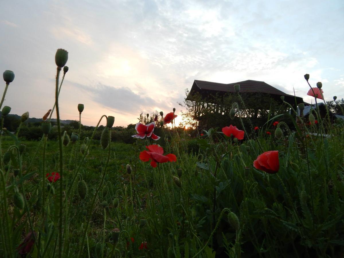 Pensiunea Paradis Borobanesti Luaran gambar