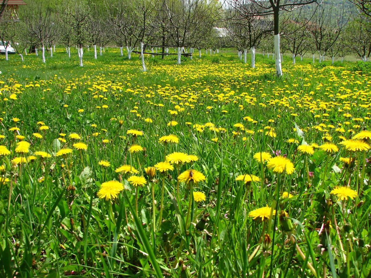 Pensiunea Paradis Borobanesti Luaran gambar